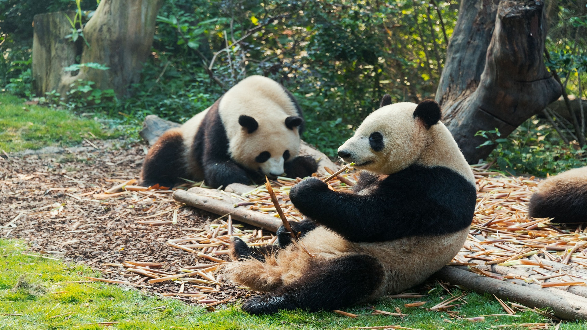 product-13d/11n-rotama-chengdu,-chongqing-&-zhangjiajie-banner