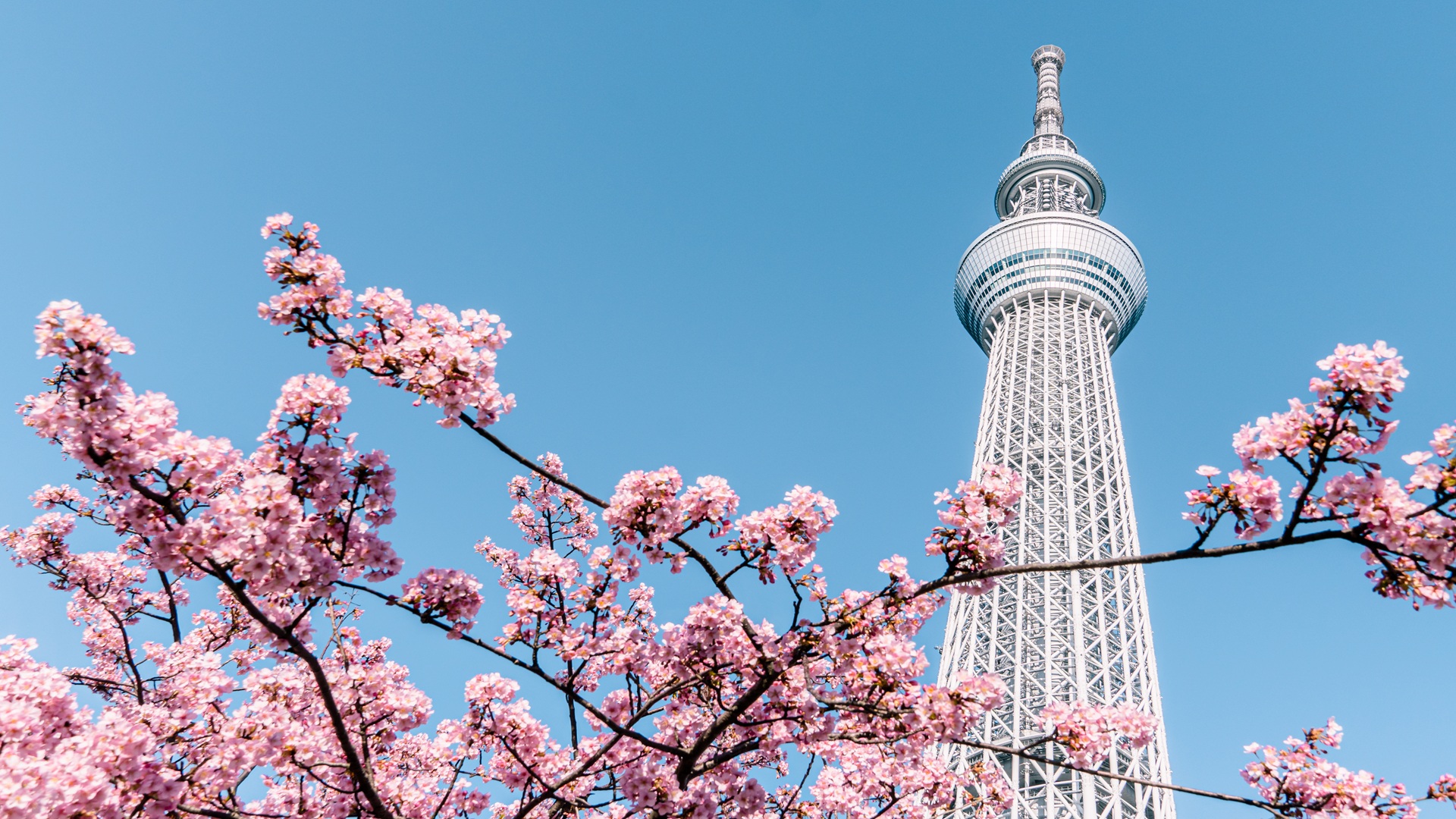 product-8d/5n-rotama-japan-explore-osaka,-tokyo-&-oshinno-hakkai-banner